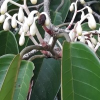 Doona macrophylla Thwaites